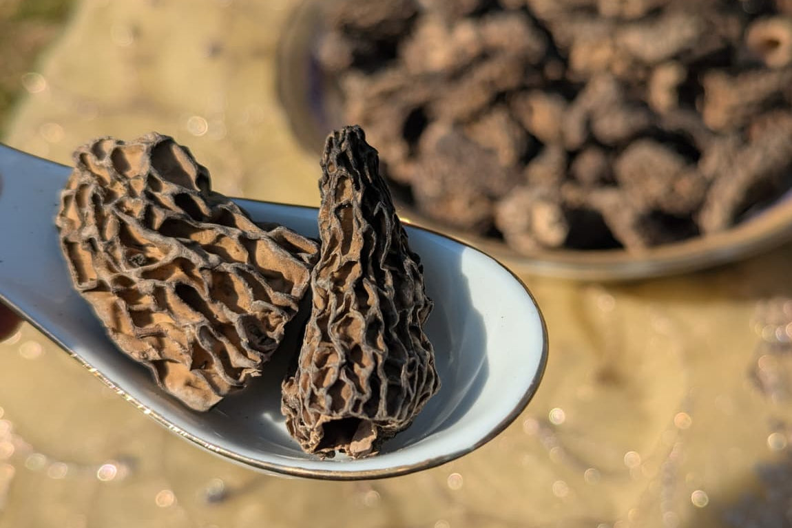 Gucchi Mushroom (Mix Variety)