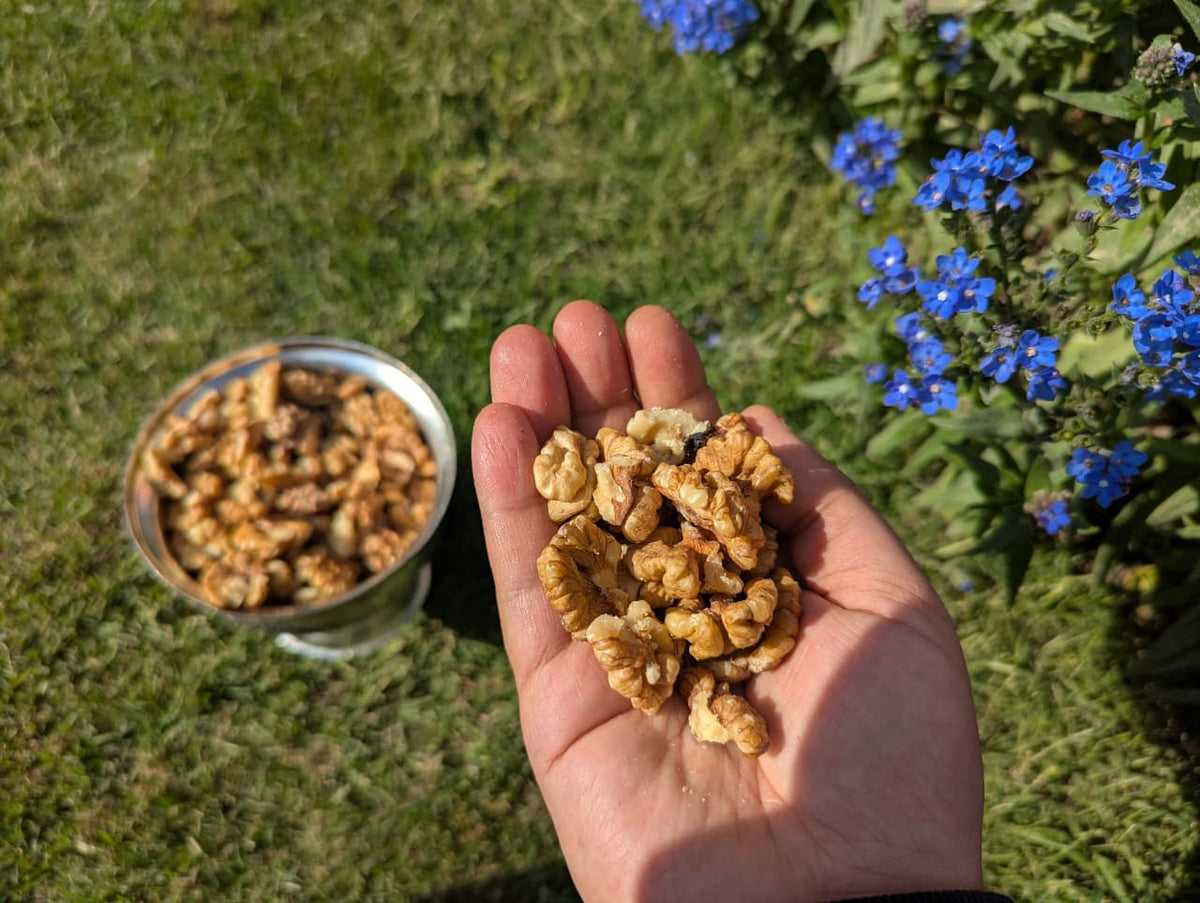 Kashmiri Walnut Kernel