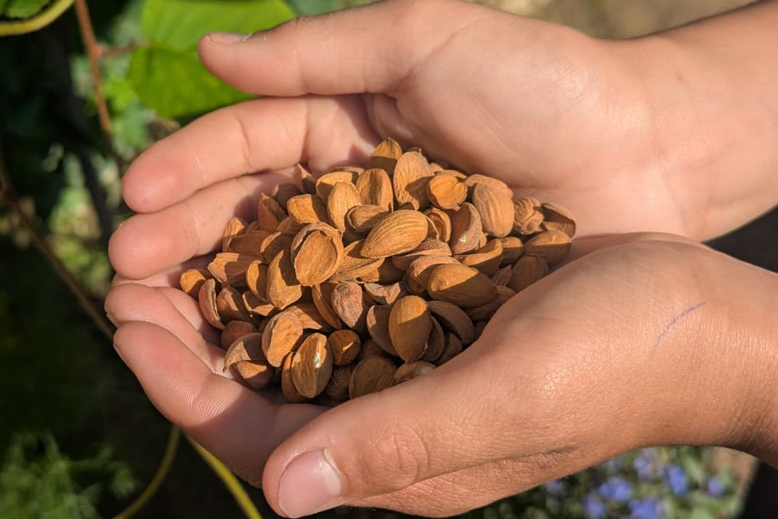 Kashmiri Curved Mamra Badam