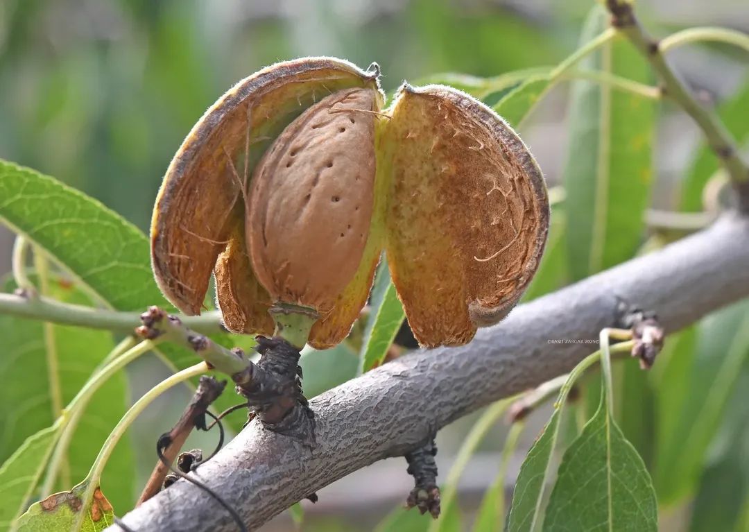 Kashmiri Curved Mamra Badam